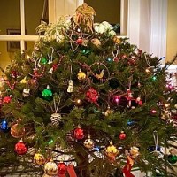 Bye bye tree, hello&nbsp;sunshine!